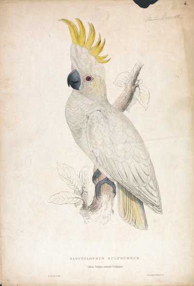  de Edward Lear