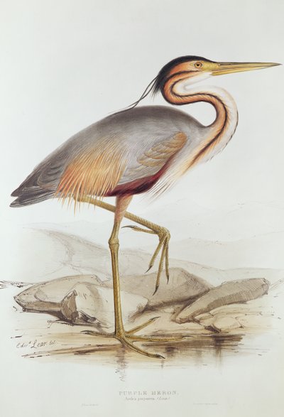 Garza morada de Edward Lear