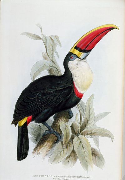Tucán de Pico Rojo, de 