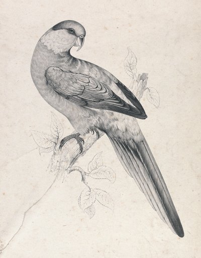  de Edward Lear
