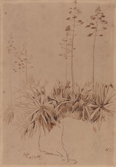 Reggio de Edward Lear