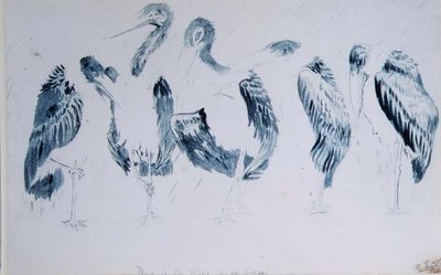 Estudios de cigüeñas de Edward Lear