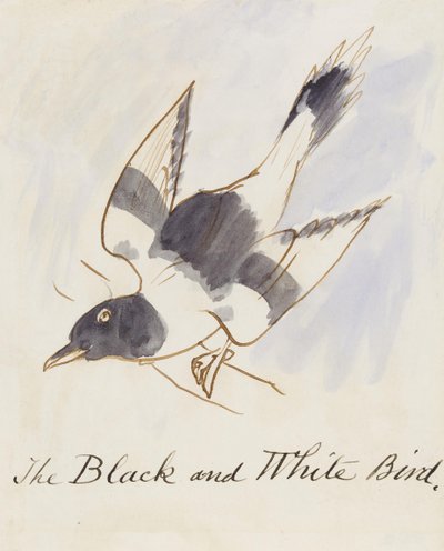 El pájaro blanco y negro, de Dieciséis dibujos de pájaros cómicos de Edward Lear