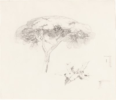 Pino paraguas y otros estudios de Edward Lear