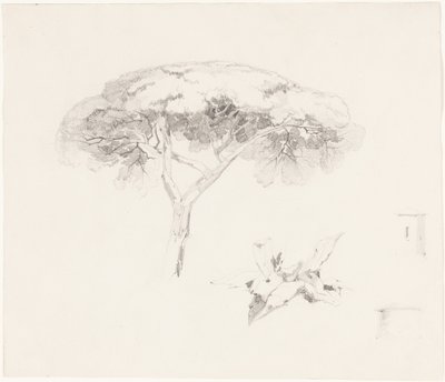 El pino paraguas y otros estudios de Edward Lear