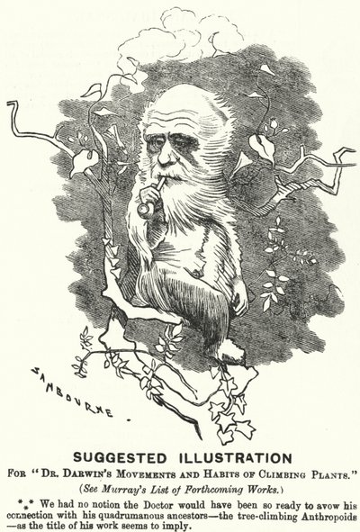 Caricatura de Punch: Ilustración sugerida para Movimientos y hábitos de las plantas trepadoras del Dr. Darwin (grabado) de Edward Linley (after) Sambourne