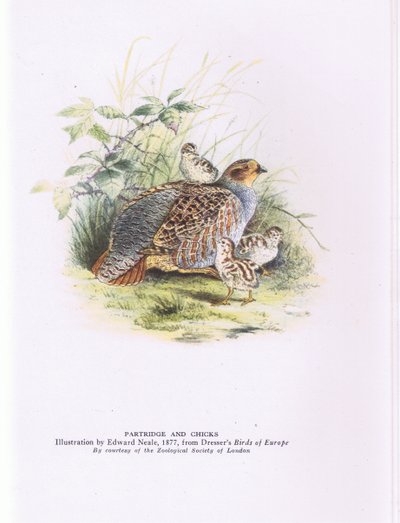 Perdiz y polluelos, Naturaleza en Gran Bretaña publicado por Collins de Edward Neale