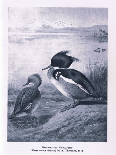 Serreta Mediana, Naturaleza en Gran Bretaña publicada por Collins, 1946 de Edward Neale