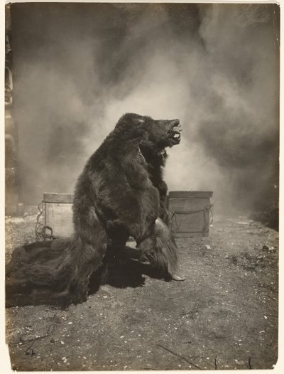 Dejad que el astuto oso negro haga su danza de Edward S. Curtis