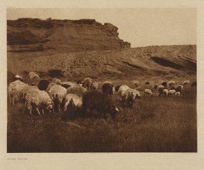 [Rebaños navajos] de Edward S. Curtis