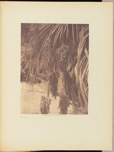Fruta de palma de Edward S. Curtis