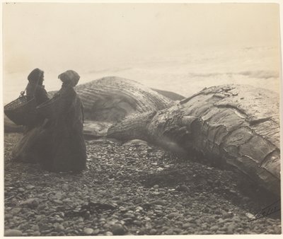 [Ballena parcialmente descuartizada - Makah] [La ballena capturada] de Edward S. Curtis