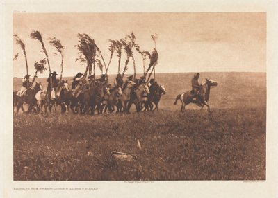 Portfolio VI, Plate 205: Bringing the Sweat-Lodge Willows - Piegan de Edward S. Curtis