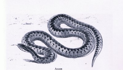 Víbora, Naturaleza en Gran Bretaña publicado por Collins de Edward William (after) Cooke