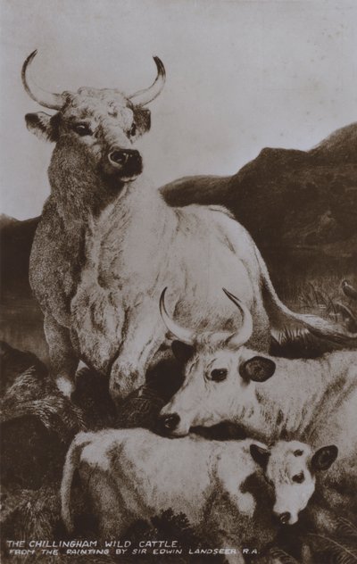El ganado salvaje de Chillingham de Edwin (after) Landseer