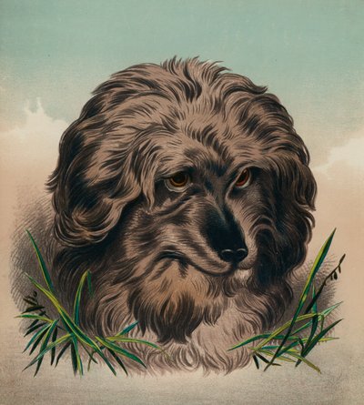 El Skye Terrier (litografía en color) de Edwin (after) Landseer