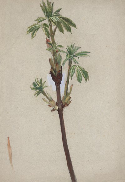 estudio de plantas de Edwin Austin Abbey
