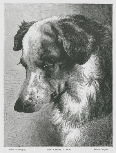 El perro fiel (grabado) de Edwin Douglas