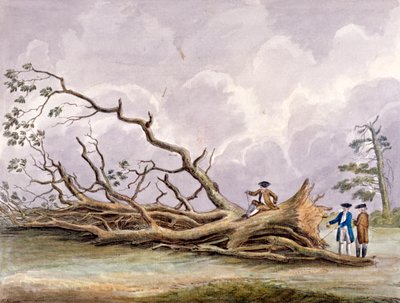 Árboles dañados por una tormenta el 15 de octubre, Roehampton, Londres de Edwin Edwards