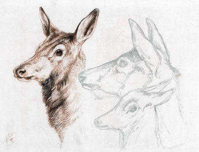 Facsímil de un dibujo de Sir E Landseer, 1874 de Edwin Landseer