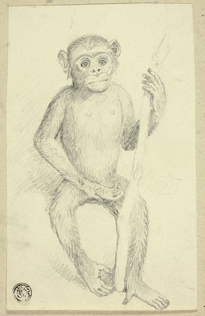 Orangután de Edwin Henry Landseer