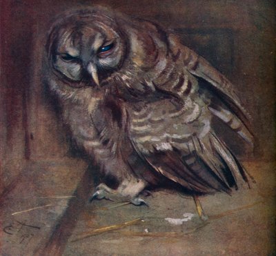 Un joven búho marrón, 1907 de Edwin John Alexander