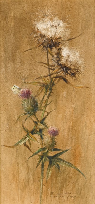 Mariposa en cabezas de cardo de Edwin John Alexander