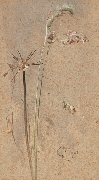 Hierba de Cocksfoot de Edwin John Alexander