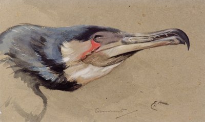 Cormorán de Edwin John Alexander