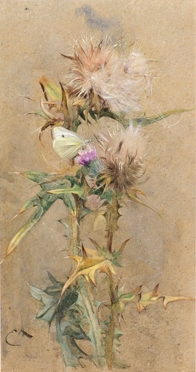 Cardos y mariposa de Edwin John Alexander