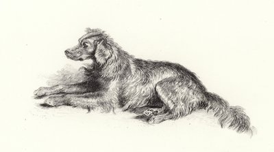 Un Perro Setter de Edwin Landseer
