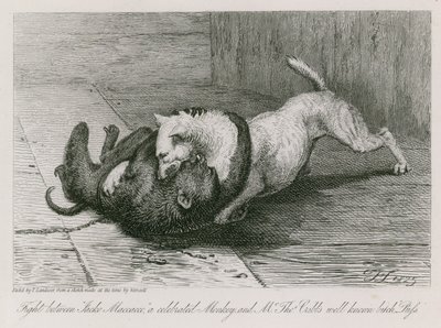 Pelea entre Jacco Macacco, un mono célebre, y la conocida perra de Mr. Thomas Cubb, Puss de Edwin Landseer