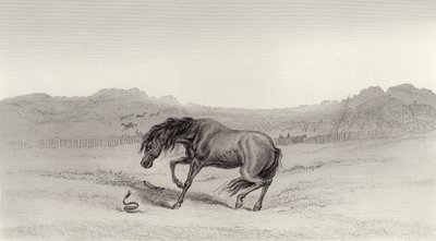 ¡Sorprendido! de Edwin Landseer