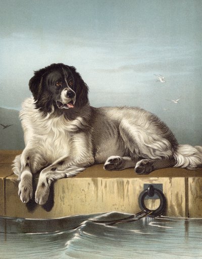 Un miembro distinguido de la Sociedad Humana de Edwin after Landseer