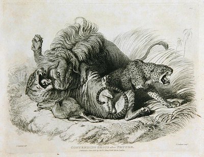 Grupo contendiente después de la naturaleza, lámina 6 de Veinte grabados de leones, tigres, panteras y leopardos... grabado por Thomas Landseer, 1823 de Edwin after Landseer