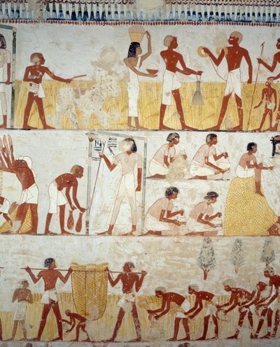 Cosecha, trilla y aventado de grano, detalle de los frescos en el vestíbulo de la Tumba de Menna, Necrópolis de Sheikh Abd el Qurnah, Luxor, Tebas (Lista del Patrimonio Mundial de la Unesco) de Egyptian 18th Dynasty