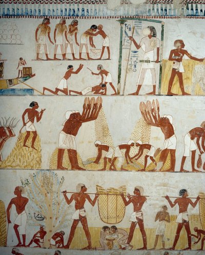 Cosecha, trilla y aventado de grano (detalle) de Egyptian 18th Dynasty