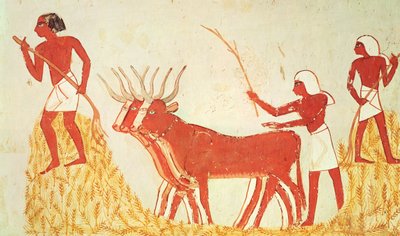 Uso de vacas para trillar trigo, de la Tumba de Menna, Nuevo Reino de Egyptian 18th Dynasty