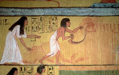 (detalle) de una escena de cosecha en la pared este, de la Tumba de Sennedjem, La Aldea de los Trabajadores, Nuevo Reino de Egyptian 19th Dynasty