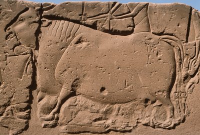 Detalle de un relieve que representa una vaca, patio de Ramsés II (1298-32 a.C.) de Egyptian 19th Dynasty