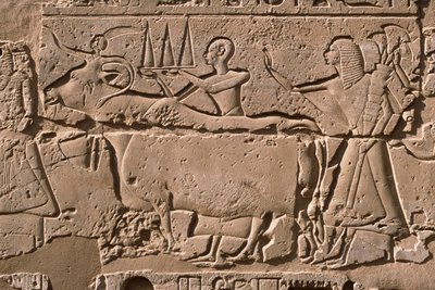Relieve que representa a hombres guiando una vaca, patio de Ramsés II (1298-32 a.C.) (detalle) de Egyptian 19th Dynasty