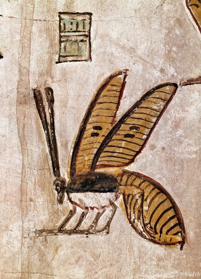 Arte egipcio: Tumba de Seti I (Sety I o Seti I, reinado de -1294 a -1279). Detalle de la abeja. Dinastía XIX Fresco de Luxor (Sitio de Tebas en el valle de los reyes), orilla izquierda del Nilo, Egipto de Egyptian 19th Dynasty