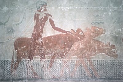 Ganado cruzando un canal en la capilla mastaba de Ti de Egyptian 5th Dynasty