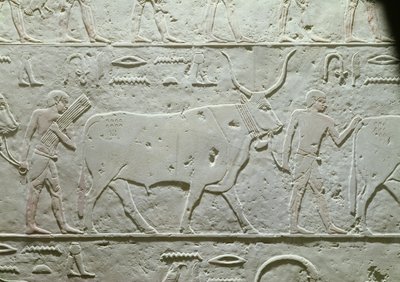 Pastor guiando un toro, detalle de la Mastaba de Akhethotep, de Saqqara, Reino Antiguo, c.2500 a.C. (piedra caliza pintada) de Egyptian 5th Dynasty