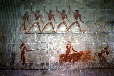 Hombres pastoreando ovejas y ganado de la Capilla Mastaba de Ti, Reino Antiguo de Egyptian 5th Dynasty