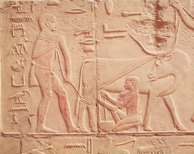Relieve que representa a un hombre ordeñando una vaca, de la Mastaba de Kagemni, Reino Antiguo de Egyptian 6th Dynasty
