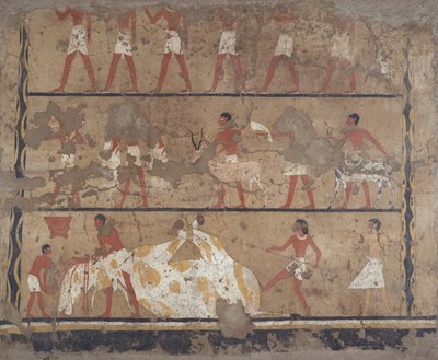 Escenas de cría de ganado, sacrificio, portadores de ofrendas y sacrificios, Tumba de Iti y Neferu (mural). de Egyptian 6th Dynasty