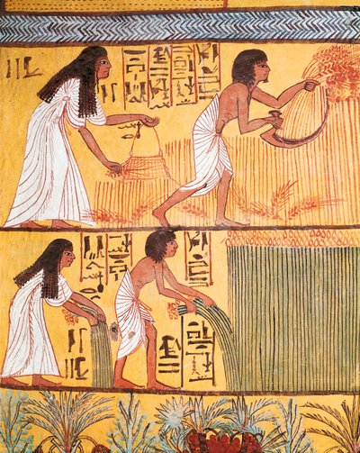 Detalle de una escena de cosecha en la pared este, de la tumba de Sennedjem, La Aldea de los Trabajadores de Egyptian Egyptian