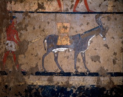 Antigüedad egipcia: el transporte de grano en el lomo de una mula. Pintura al temple en la pared de la tumba del canciller del rey Iti (o Ity) 2200-2000 a.C. De El Ghebelen, Luxor. Turín, Museo Egipcio de Egyptian Egyptian