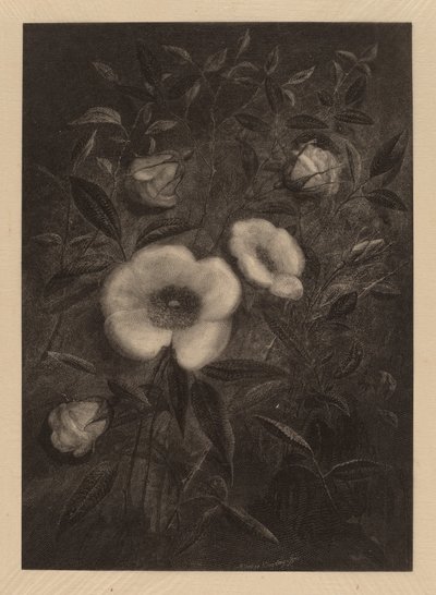 Rosas silvestres de Elbridge Kingsley
